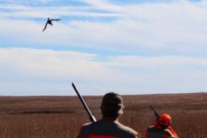 Kansas Pheasant