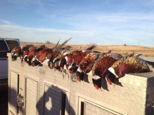 Kansas Pheasant