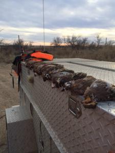 Kansas Pheasant