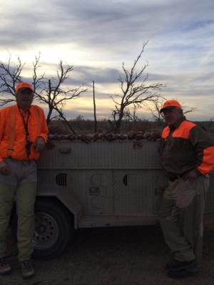 Kansas Pheasant