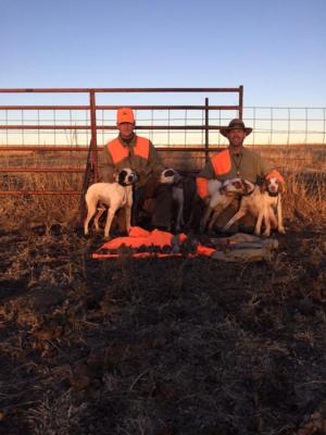 Kansas Pheasant