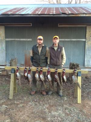 Kansas Pheasant