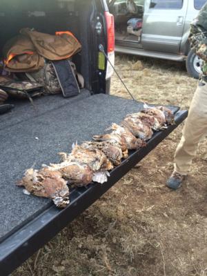 Kansas Pheasant