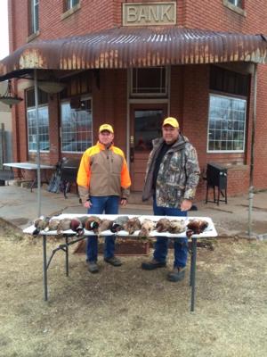 Kansas Pheasant