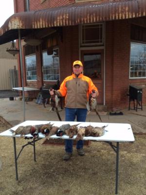 Kansas Pheasant