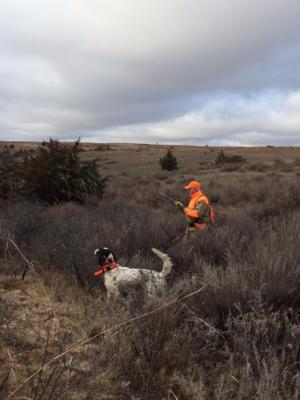 Kansas Pheasant