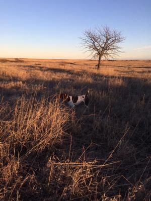 Kansas Pheasant