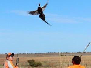 Kansas Pheasant