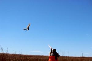 Kansas Pheasant